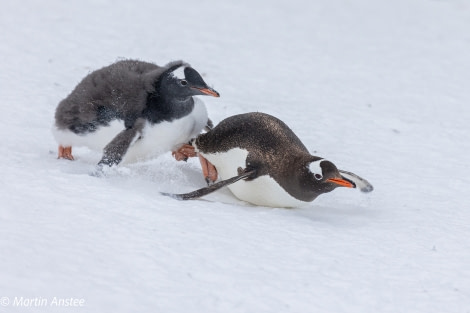 PLA32A23, Day 10, 095A7511 © Martin Anstee - Oceanwide Expeditions.jpg