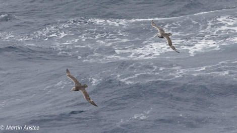 PLA32A23, Day 2, 095A6815 © Martin Anstee - Oceanwide Expeditions.jpg