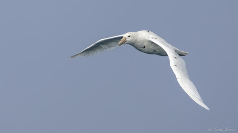 HDS34-23, Day 2, Giant Petrel white morph 1 © Sara Jenner - Oceanwide Expeditions.jpg