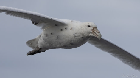 HDS34-23, Day 2, Giant Petrel white morph © Sara Jenner - Oceanwide Expeditions.jpg