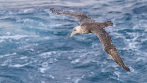 HDS34-23, Day 2, Giant petrel_20230328-4L6A4760_edit_M de Boer © Marijke de Boer - Oceanwide Expeditions.jpg