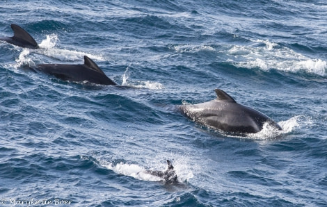 HDS34-23, Day 4, LF Pilot whale_Hourglass dolphin_20230330-4L6A5033_edit_M de Boer © Marijke de Boer - Oceanwide Expeditions.jpg