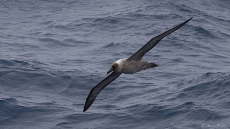 HDS34-23, Day 4, Sooty Albatross © Sara Jenner - Oceanwide Expeditions.jpg