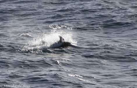 HDS34-23, Day 7, Hourglass dolphin_20230402-4L6A5747_edit_M de Boer © Marijke de Boer - Oceanwide Expeditions.jpg