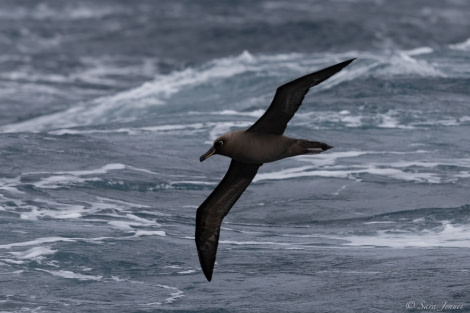 HDS34-23, Day 9, Albatros 2 © Sara Jenner - Oceanwide Expeditions.jpg