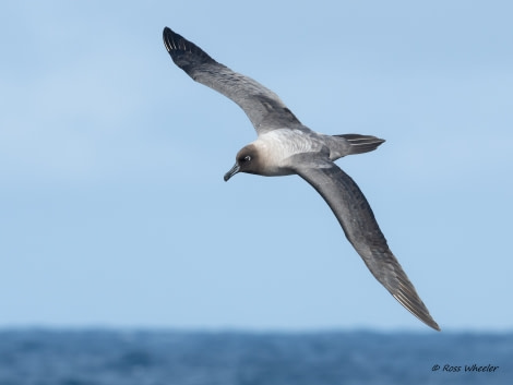 HDS34-23, Day 8, LightMantled © Ross Wheeler - Oceanwide Expeditions.jpg