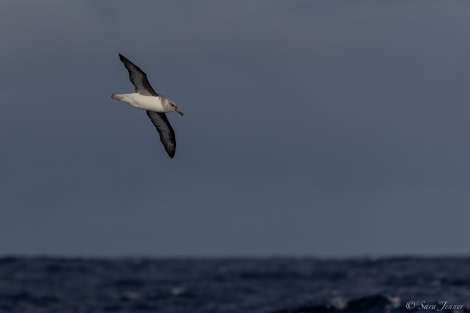 HDS34-23, Day 9, Albatros 5 © Sara Jenner - Oceanwide Expeditions.jpg