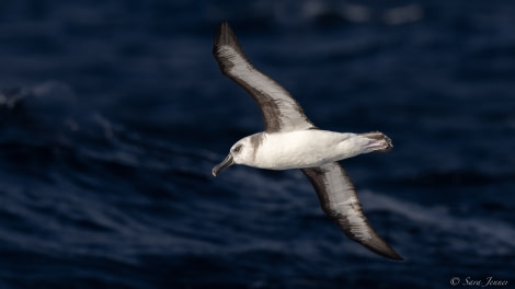 HDS34-23, Day 9, Albatross 1 © Sara Jenner - Oceanwide Expeditions.jpg