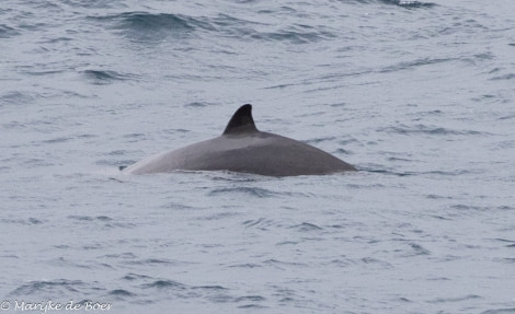 HDS34-23, Day 10, Beaked whale_20230405-4L6A5817_edit_M de Boer © Marijke de Boer - Oceanwide Expeditions.jpg