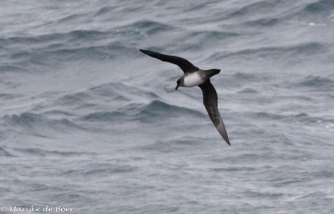 HDS34-23, Day 10, Atlantic petrel_20230405-4L6A5791_edit_M de Boer © Marijke de Boer - Oceanwide Expeditions.jpg