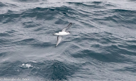 HDS34-23, Day 10, Sub-Antarctic shearwater_20230405-4L6A5833_edit_M de Boer © Marijke de Boer - Oceanwide Expeditions.jpg