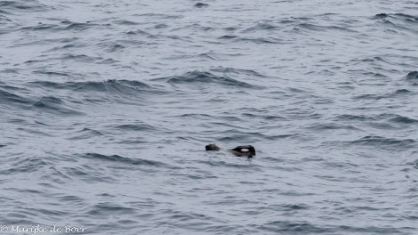 HDS34-23, Day 11, Sub-antarctic fur seal_20230406-4L6A5844_edit_M de Boer © Marijke de Boer - Oceanwide Expeditions.jpg