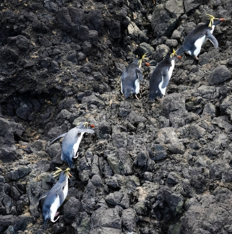 HDS34-23, Day 12, Gough_Rockhopper_2_Lothar © Lothar Kurtze - Oceanwide Expeditions.JPG