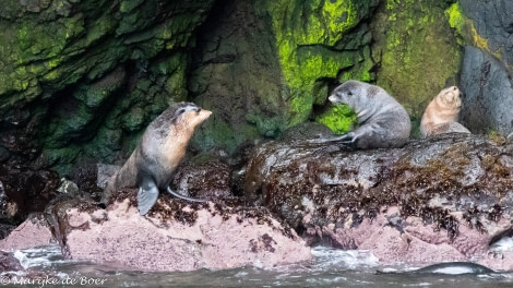 HDS34-23, Day 12, SubAntarctic Fur seals_20230407-4L6A6083_edit_M de Boer © Marijke de Boer - Oceanwide Expeditions.jpg