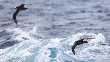 HDS34-23, Day 13, SpectacledPetrels__Georgina_5A8A8307-Edit © Georgina Strange - Oceanwide Expeditions.jpg