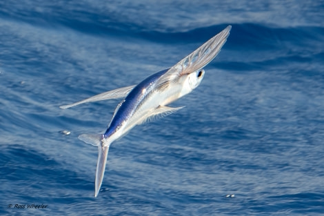 HDS34-23, Day 20, FlyingFish © Unknown photographer - Oceanwide Expeditions.jpg