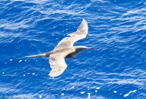 HDS34-23, Day 20, Red-footed Booby_20230415-4L6A6474_edit_M de Boer © Marijke de Boer - Oceanwide Expeditions.jpg