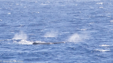 HDS34-23, Day 20, Sperm whales_20230415-4L6A6498_edit_M de Boer © Marijke de Boer - Oceanwide Expeditions.jpg