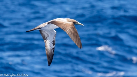 HDS34-23, Day 21, Maseked booby_20230416-4L6A6541_edit_M de Boer © Marijke de Boer - Oceanwide Expeditions.jpg