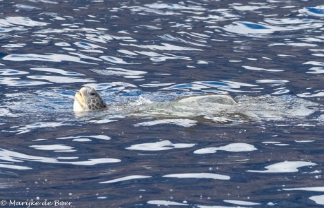 HDS34-23, Day 22, Green turtle_20230417-4L6A6954_edit_M de Boer © Marijke de Boer - Oceanwide Expeditions.jpg