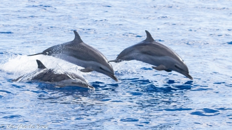 HDS34-23, Day 22, Pantropical spotted dolphin_20230417-4L6A6675_edit_M de Boer © Marijke de Boer - Oceanwide Expeditions.jpg