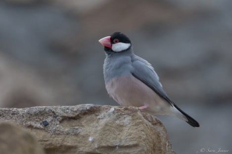 HDS34-23, Day 22, Java Sparrow 1 © Sara Jenner - Oceanwide Expeditions.jpg