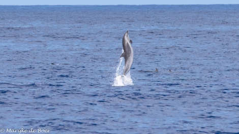 HDS34-23, Day 22, Pantropical spotted dolphin_20230417-4L6A6758_edit_M de Boer © Marijke de Boer - Oceanwide Expeditions.jpg