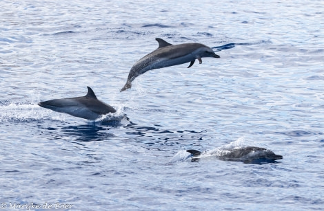 HDS34-23, Day 22, Pantropical spotted dolphin_20230417-4L6A6808_edit_M de Boer © Marijke de Boer - Oceanwide Expeditions.jpg