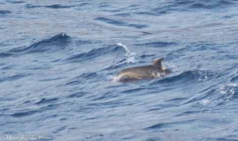 HDS34-23, Day 26, Bottlenose dolphin_20230421-4L6A7091_edit_M de Boer © Marijke de Boer - Oceanwide Expeditions.jpg