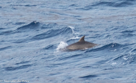 HDS34-23, Day 26, Bottlenose dolphin_20230421-4L6A7092_edit_M de Boer © Marijke de Boer - Oceanwide Expeditions.jpg