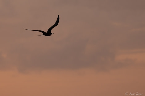 HDS34-23, Day 26, Sunrise 2 © Sara Jenner - Oceanwide Expeditions.jpg