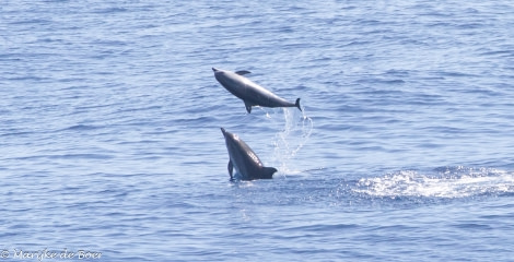 HDS34-23, Day 29, Clymene dolphins_20230423-4L6A7282_edit_M de Boer © Marijke de Boer - Oceanwide Expeditions.jpg