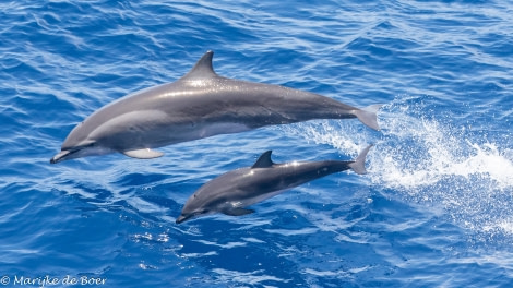 HDS34-23, Day 29, Clymene dolphins20230424-4L6A7457_edit_M de Boer © Marijke de Boer - Oceanwide Expeditions.jpg