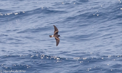 HDS34-23, Day 30, Leach's stormpetrel_20230425-4L6A7562_edit_M de Boer © Marijke de Boer - Oceanwide Expeditions.jpg