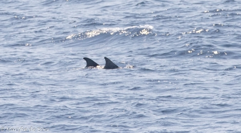 HDS34-23, Day 30, Rough-toothed dolphin_20230425-4L6A7522_edit_M de Boer © Marijke de Boer - Oceanwide Expeditions.jpg