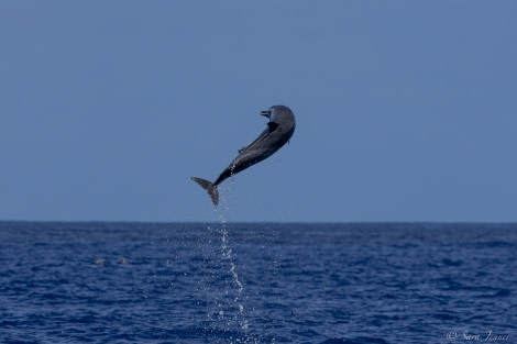 HDS34-23, Day 23, Dolphins 1 © Sara Jenner - Oceanwide Expeditions.jpg