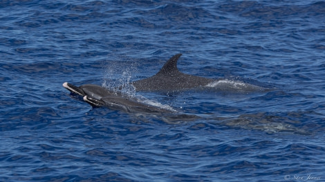 HDS34-23, Day 23, Dolphins 2 © Sara Jenner - Oceanwide Expeditions.jpg