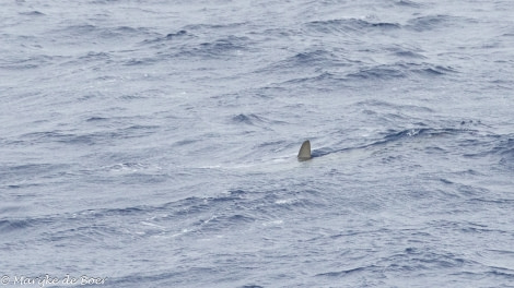 HDS34-23, Day 24, Hammerhead shark_20230419-4L6A7047_edit_M de Boer © Marijke de Boer - Oceanwide Expeditions.jpg