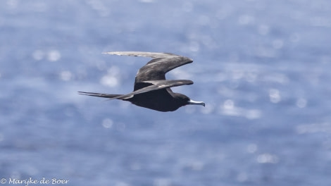 HDS34-23, Day 25, Frigatebird_20230420-4L6A7062_edit_M de Boer © Marijke de Boer - Oceanwide Expeditions.jpg