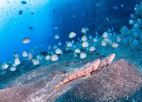 Underwater World in St.Helena