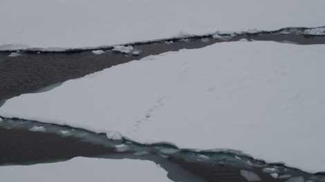 PLA02-23, Day 4, Pack Ice 1 © Unknown photographer - Oceanwide Expeditions.jpg