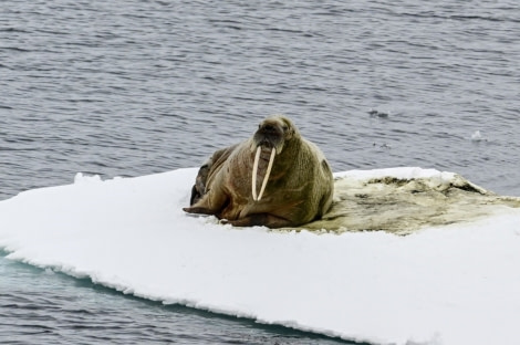 PLA02-23, Day 5, Male walrus © Unknown photographer - Oceanwide Expeditions.jpg