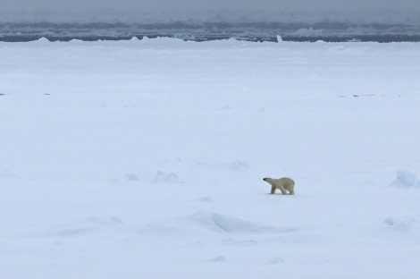 PLA02-23, Day 5, Polar Bear 2 © Unknown photographer - Oceanwide Expeditions.jpg