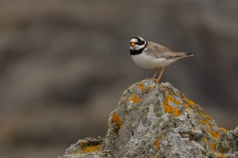 HDS01-23, Day 4, Plover © Sara Jenner - Oceanwide Expeditions.jpg