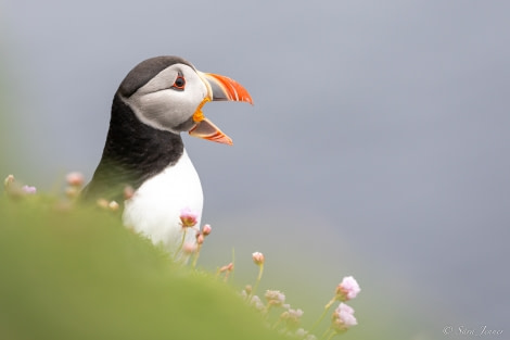 HDS01-23, Day 4, Puffin 1 © Sara Jenner - Oceanwide Expeditions.jpg