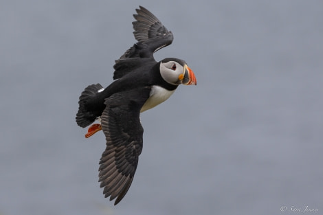 HDS01-23, Day 4, Puffin 5 © Sara Jenner - Oceanwide Expeditions.jpg