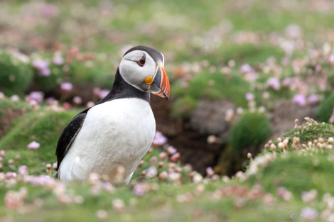 HDS01-23, Day 4, Puffins 9 © Sara Jenner - Oceanwide Expeditions.jpg