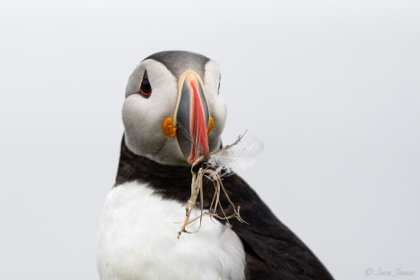 HDS01-23, Day 4, Puffins 8 © Sara Jenner - Oceanwide Expeditions.jpg