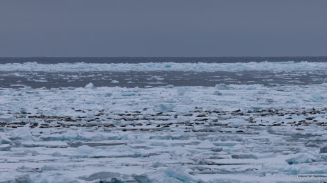 HDS01-23, Day 10, Harp Seals © Sara Jenner - Oceanwide Expeditions.jpg