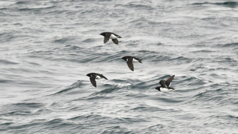 HDS01-23, Day 10, Little Auks - Andrew Crowder © Andrew Crowder - Oceanwide Expeditions.jpeg